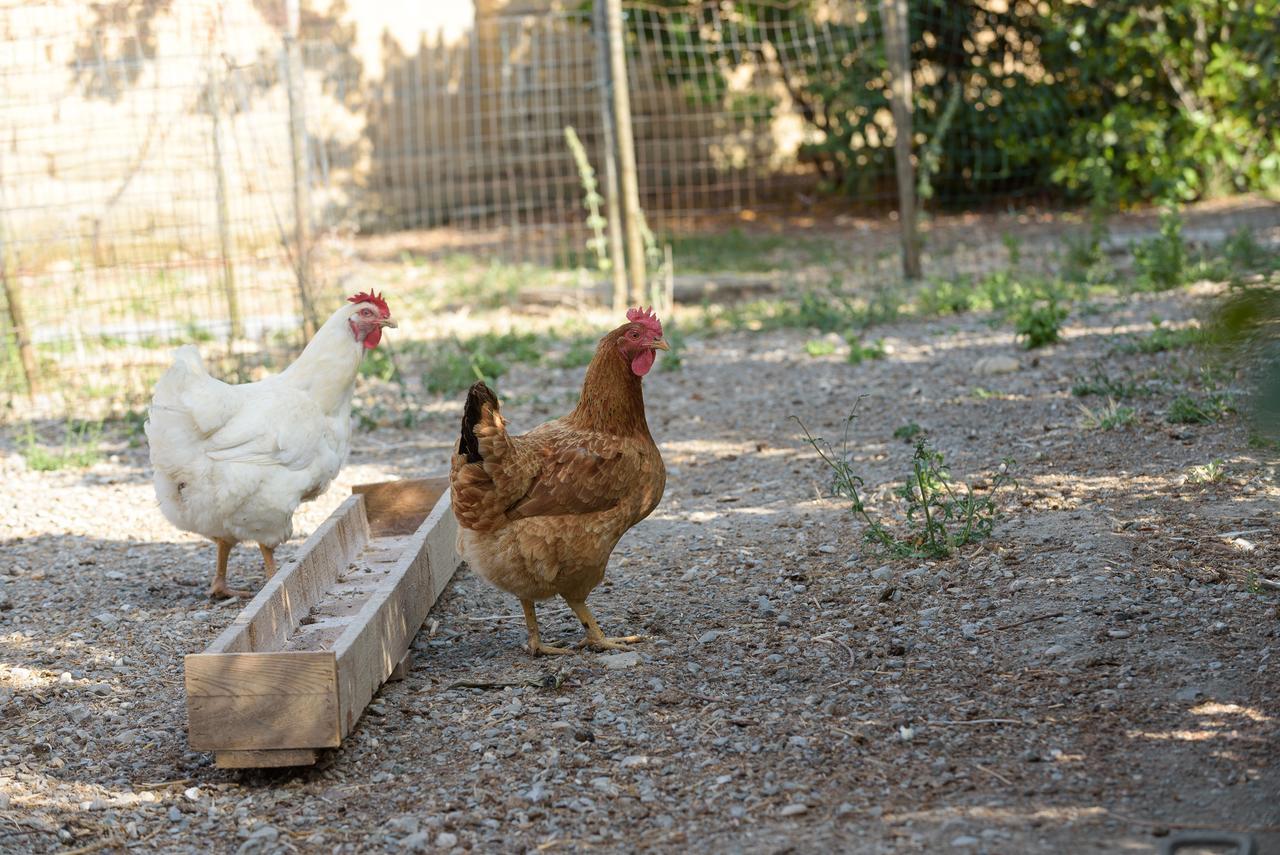 הוילה פיינצה Agriturismo Casapicchiata מראה חיצוני תמונה